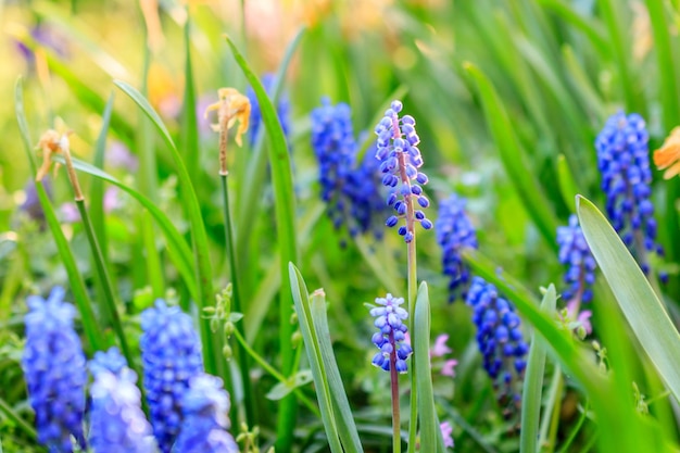 Beautiful meadow Bright blue blossoms of Armenian muskari