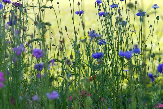 Beautiful meadow field with wild flowers Spring Wildflowers closeup Health care concept Rural field