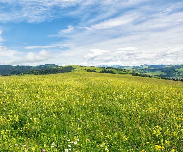 Beautiful meadow field with wildflowers against mountains with clouds.