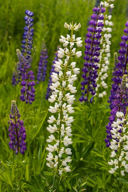 Beautiful meadow of purple pink white lupine flowers on green grass field natural background