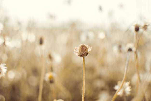 beautiful of meadow at sunny day with vintage tone. 