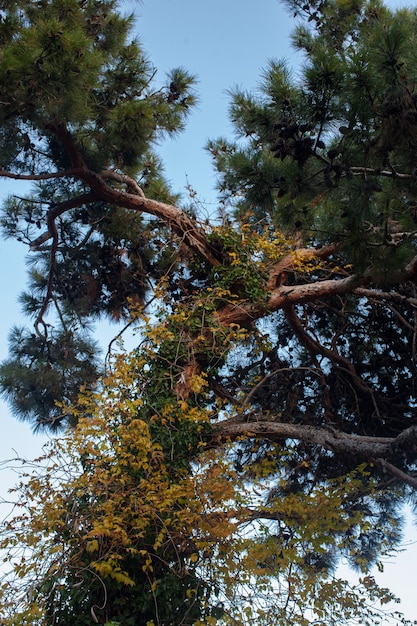 Beautiful Mediterranean conifeous ivy-covered tree on sky background