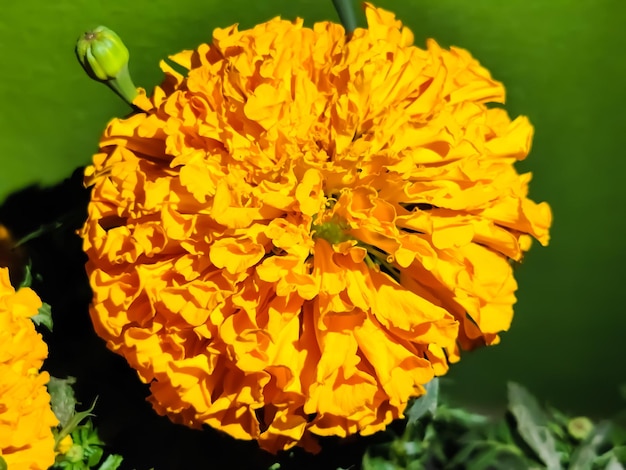 Beautiful merigold flowers with blur background