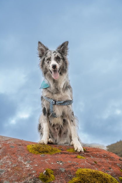 Beautiful merle border collie dog