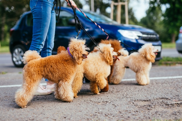 Beautiful middle age blonde woman enjoys walking with her adorable miniature poodles