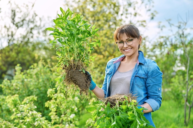 Beautiful middle aged woman with rooted phlox paniculata plant looking at camera