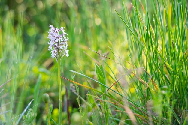 Beautiful military orchid orchis militaris blooming