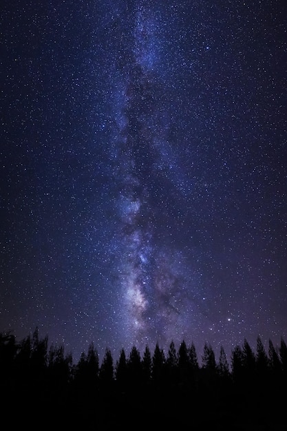 Beautiful milkyway and silhouette of pine tree on a night sky with stars and space dust in universe