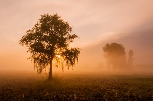 Beautiful misty dawn in the spring on the river