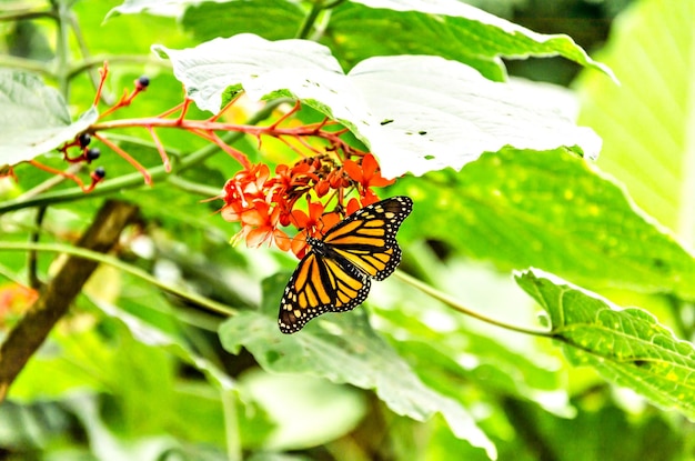 Beautiful monarch butterfly Danaus plexippus on green leaves in the garden. Lepidopteron.