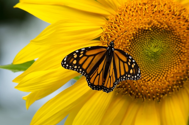 Beautiful Monarch Butterfly and Sunflower