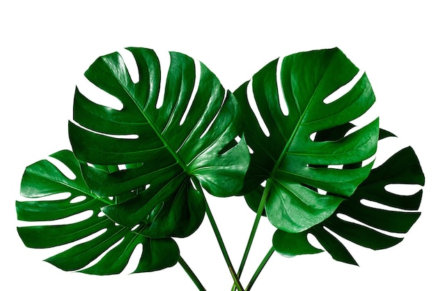 Beautiful Monstera leaf isolated on white background