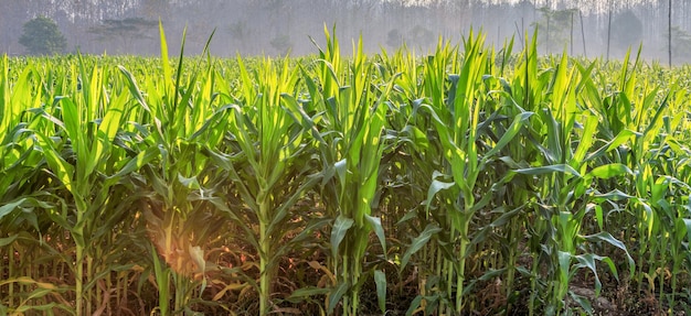 The beautiful morning the green corn field with the morning sunlight