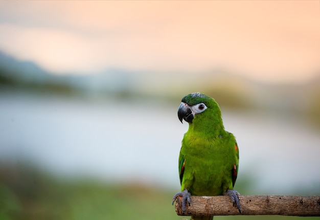 Beautiful morning macore Parrot bird parrot standing on a wooden rail asia thailand.