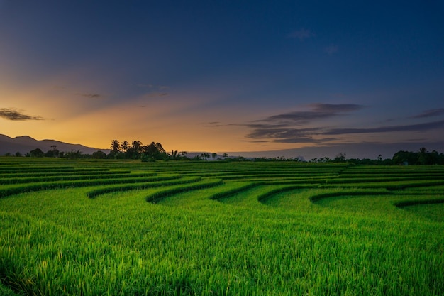 Beautiful morning panorama of Indonesia with sunrise and green rice terraces in the tropical season