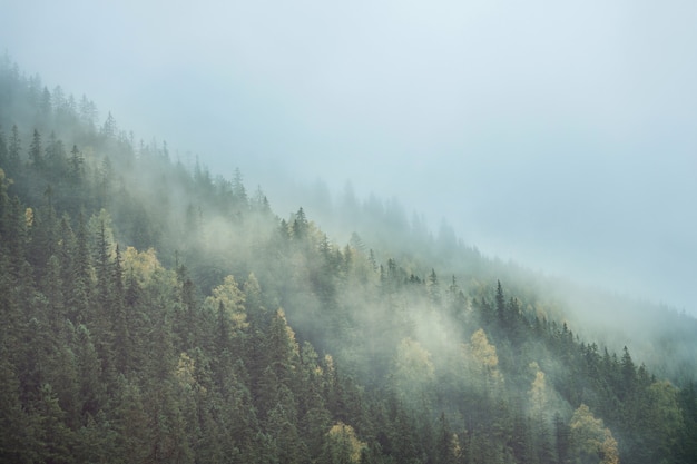 Beautiful morning scene in the mountains. Fog at sunrise.