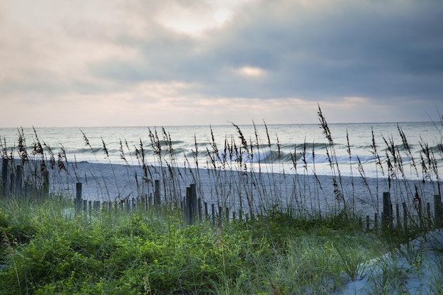 Beautiful morning on the shore of Myrtle Beach, SC with tall beach grasses and fence