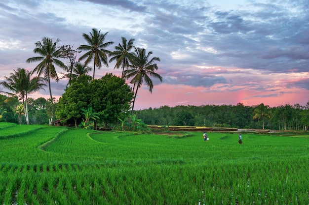 Beautiful morning view in the green rice fields