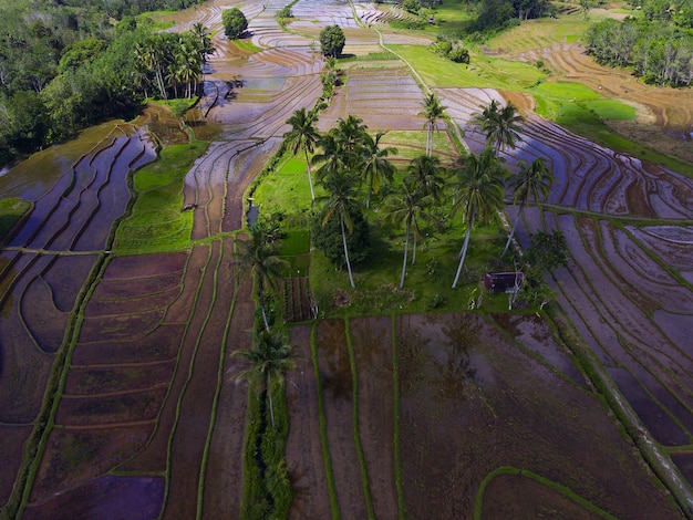 Beautiful morning view of Indonesia Aerial photo of beautiful rice terraces during the day