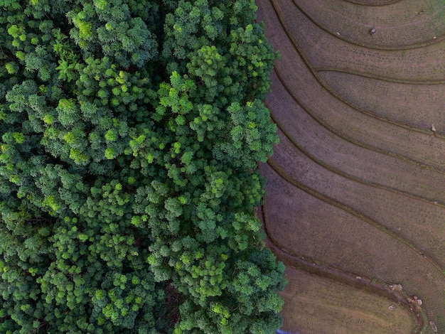 Beautiful morning view of Indonesia aerial photo of terraced rice fields and green forest