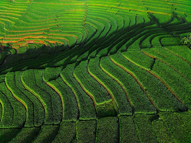 Beautiful morning view of Indonesia natural panorama with the beauty of the colors and natural