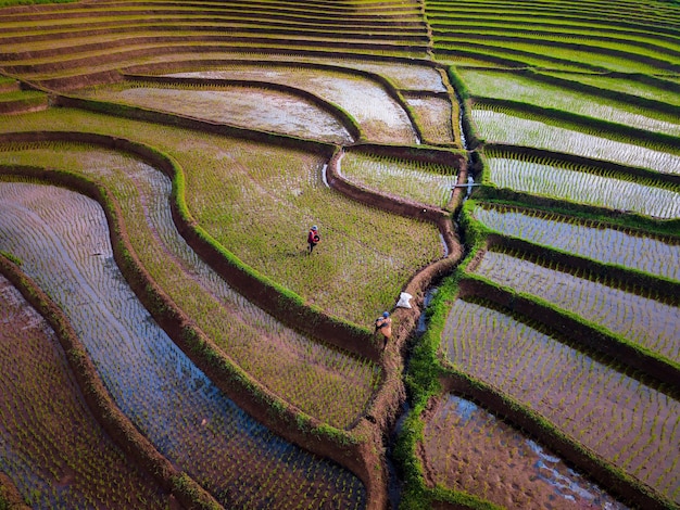 Beautiful morning view indonesia Panorama Landscape paddy fields with beauty color and sky natural light