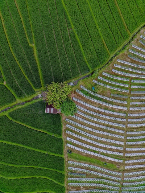 Beautiful morning view indonesia Panorama Landscape paddy fields with beauty color and sky natural light