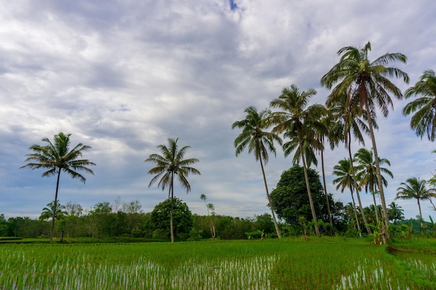 Beautiful morning view indonesia Panorama Landscape paddy fields with beauty color and sky natural light