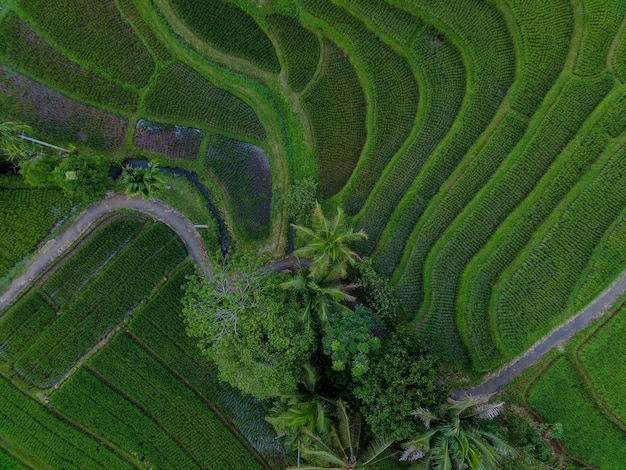 Beautiful morning view indonesia Panorama Landscape paddy fields with beauty color and sky natural light