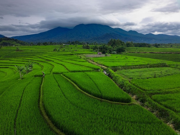 Beautiful morning view indonesia Panorama Landscape paddy fields with beauty color and sky natural light