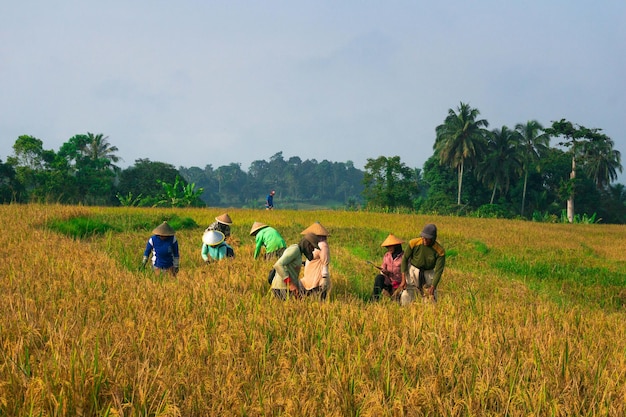 Beautiful morning view indonesia Panorama Landscape paddy fields with beauty color and sky natural light