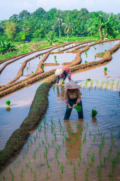 Beautiful morning view indonesia Panorama Landscape paddy fields with beauty color and sky natural light