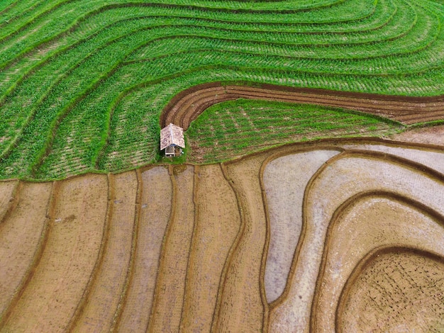 Beautiful morning view indonesia Panorama Landscape paddy fields with beauty color and sky natural