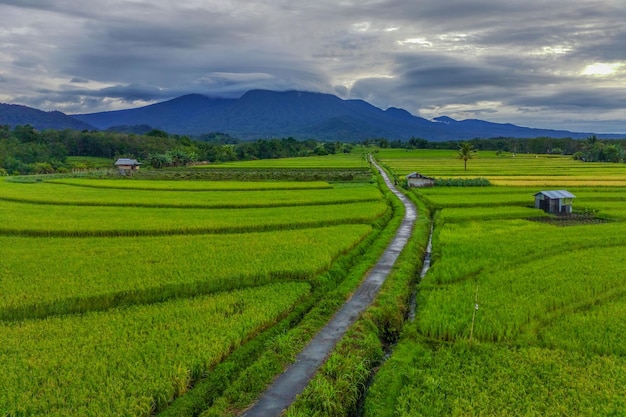 Beautiful morning view indonesia Panorama Landscape paddy fields with beauty color and sky natural