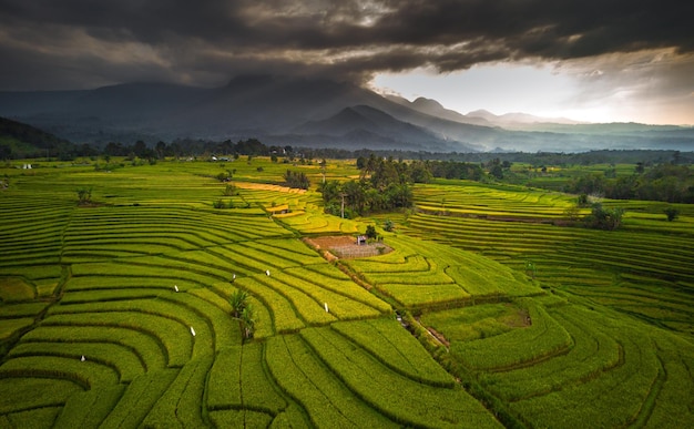 Beautiful morning view indonesia Panorama Landscape paddy fields with beauty color and sky natural