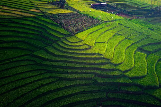 Beautiful morning view indonesia Panorama Landscape paddy fields with beauty color and sky natural