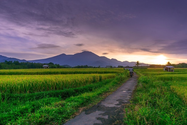 Beautiful morning view indonesia Panorama Landscape paddy fields with beauty color and sky natural