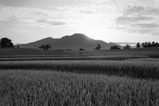 Beautiful morning view in Indonesia Panorama of the mountains in the rice fields