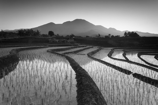 Beautiful morning view in Indonesia Panorama of rice terraces and mountains