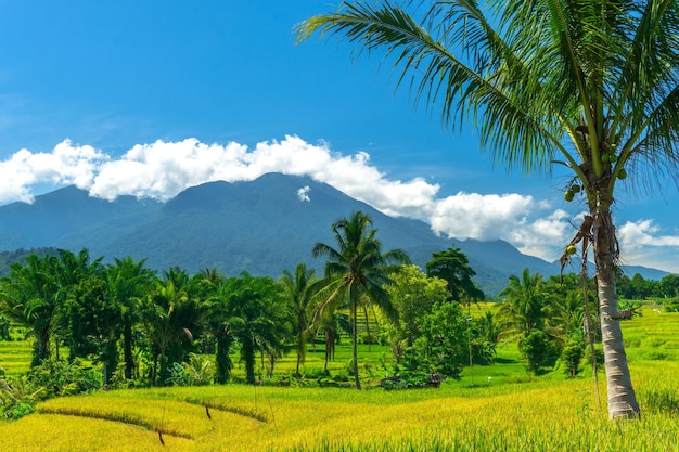 Beautiful morning view in Indonesia panoramic view of green rice fields with mountains when the sun is shining bright