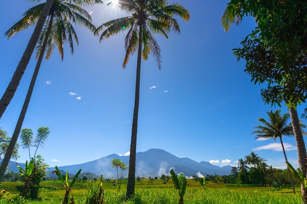 Beautiful morning view in Indonesia panoramic view of rice fields surrounded by coconut trees and mountains