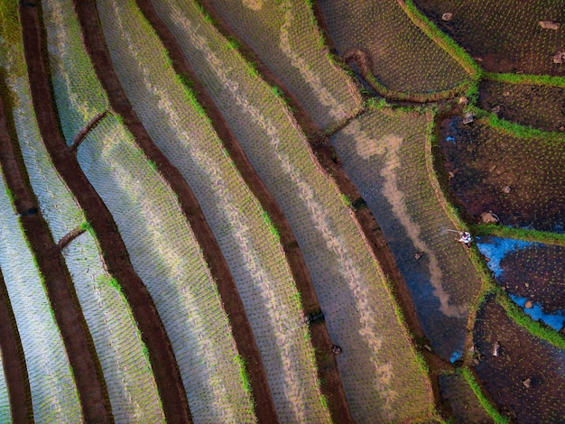 Beautiful morning view of indonesia Panoramic view of rice fields with beautiful colors and natural