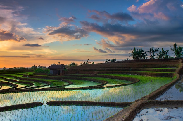 Beautiful morning view of Indonesia Panoramic view of rice terraces after planting