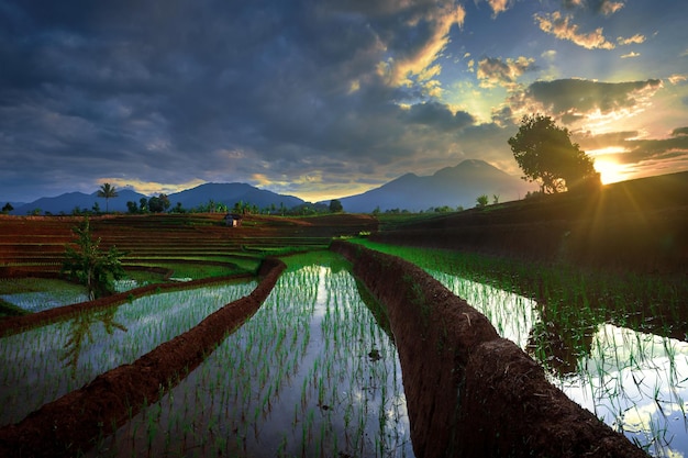 Beautiful morning view of Indonesia Panoramic view of rice terraces