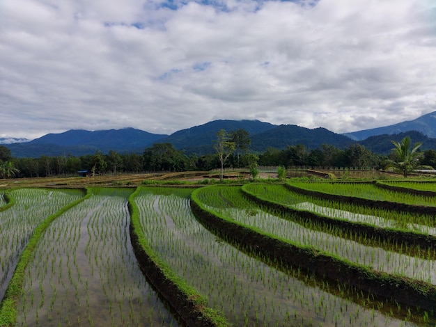 Beautiful morning view of Indonesia photo of green rice fields