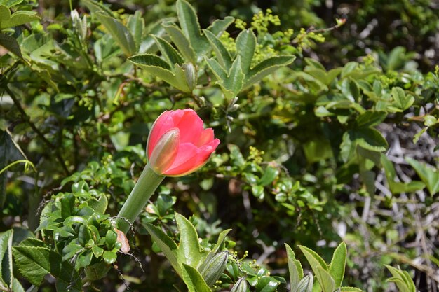 Beautiful mountain flower in the background of green foliage