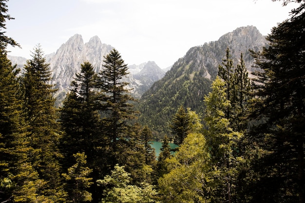 Beautiful mountain forest landscape