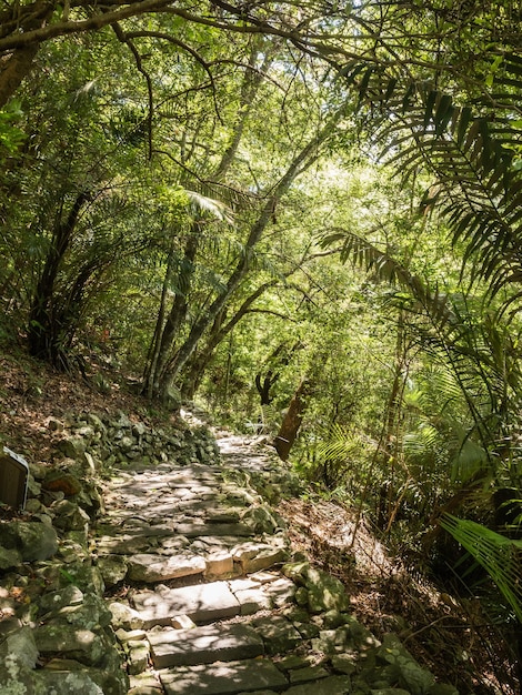 The beautiful mountain path surrounded by trees.