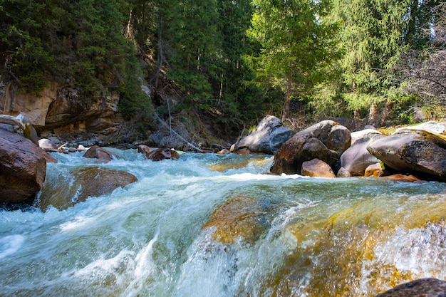 Beautiful mountain river with strong current foam and water splashes Beautiful mountain river with spruces forest growing around