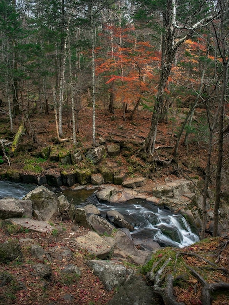 A beautiful mountain stream flowing among large boulders covered with moss in the taiga forest